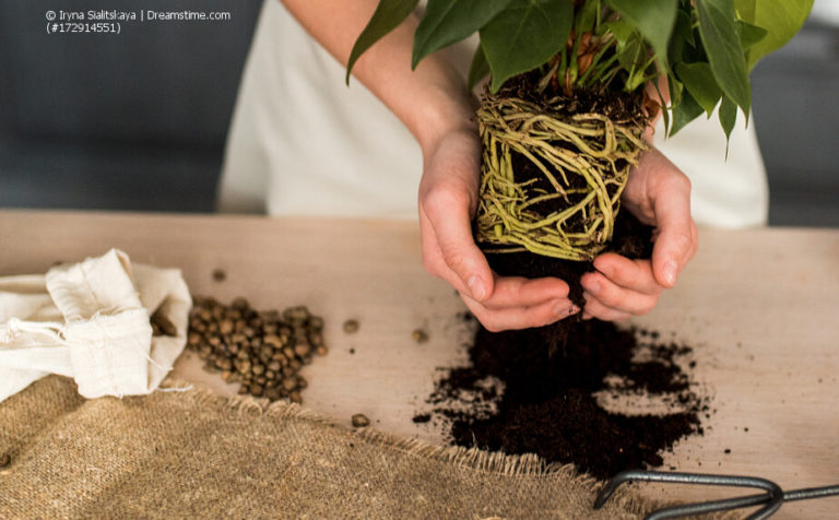 Blumen umtopfen Tipps für gesunde Pflanzen und die richtige Technik