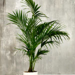 Kentia-Palme