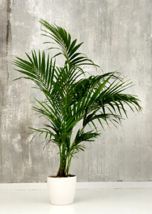 Kentia-Palme