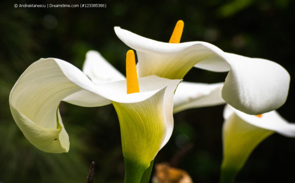 Zimmercalla – beeindruckende Kübelpflanzen