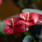 Flamingoblume (Anthurium)