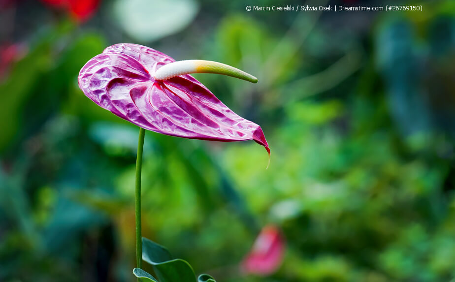 Flamingoblume (Anthurium)
