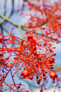 Blüten eines Flaschenbaums (Brachychiton)