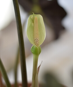 Pfeilblatt-Blüte