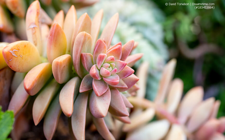 Fetthenne - Sedum adolphi (Gold-Sedum)