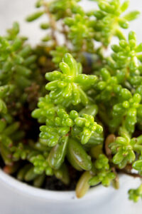 Fetthenne - Sedum pachyphyllum