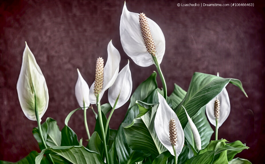 Einblatt (Spathiphyllum)