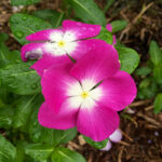 blühende Catharanthus roseus