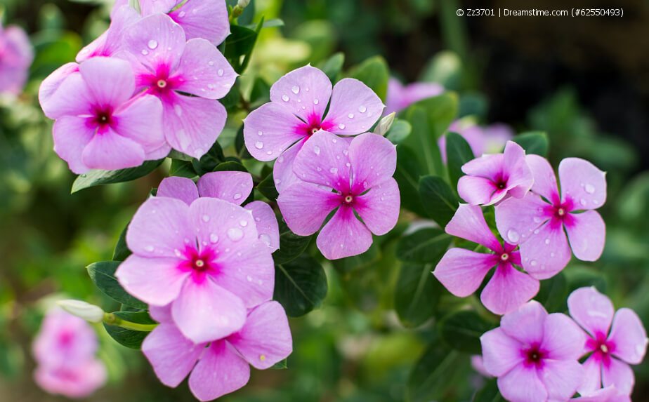 blühende Catharanthus roseus