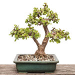 Speckbaum als Bonsai