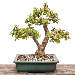 Speckbaum als Bonsai Speckbaum als Bonsai