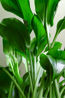 Schusterpalme, auch Metzgerpalme genannt Schusterpalme, auch Metzgerpalme genannt