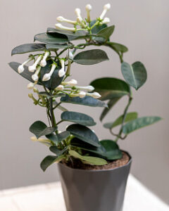 Blühende Kranzschlinge (Stephanotis floribunda)