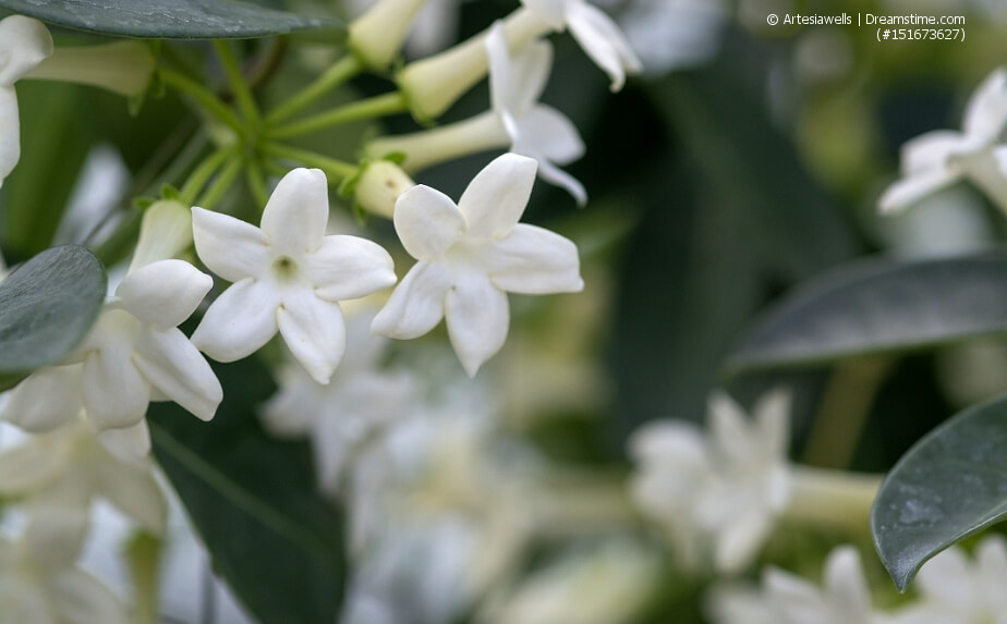 Blühende Kranzschlinge (Stephanotis floribunda)