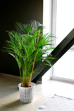 Goldfruchtpalme am Fenster Goldfruchtpalme am Fenster