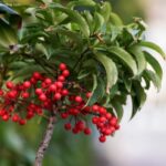 Ardisia crenata - Gekerbte Spitzblume mit roten Beeren