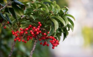 Ardisia crenata - Gekerbte Spitzblume mit roten Beeren