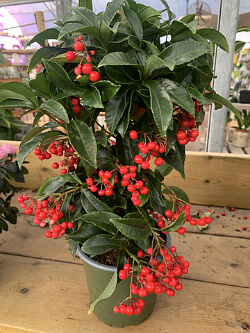 Ardisia crenata - Gekerbte Spitzblume mit roten Beeren