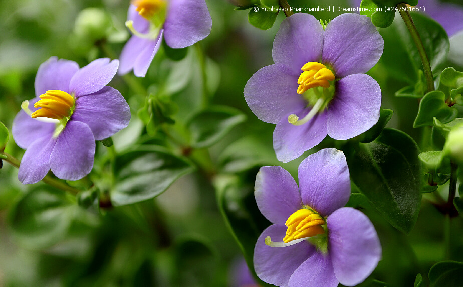 Blühendes Bitterblatt (Exacum affine)