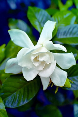 Blühende Gardenia