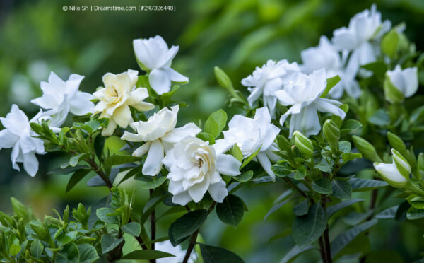 Gardenia – tolle Blüten, betörender Duft