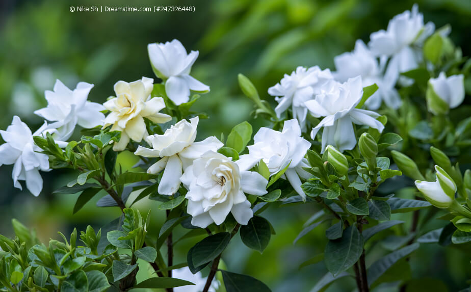 Blühende Gardenia