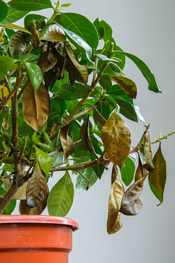 kranke Gardenia