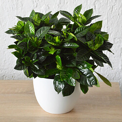Gardenia im Blumentopf