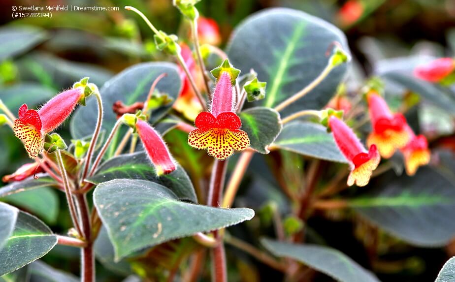 Blühende Kohleria, Gleichsaum