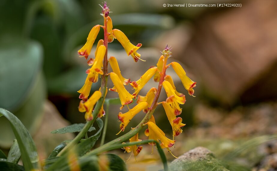 blühende Lachenalia, Kaphyazinthe