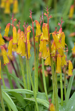 blühende Lachenalia, Kaphyazinthe