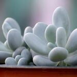 Pachyphytum oviferum, Moonstones