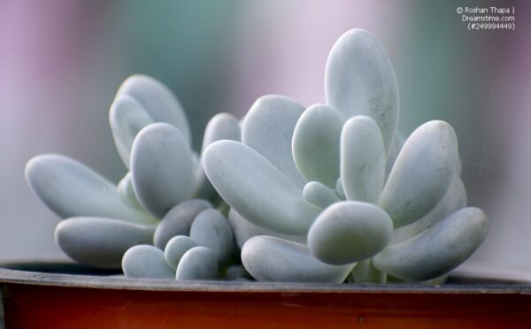 Pachyphytum oviferum – Mondsteine aus Mexiko