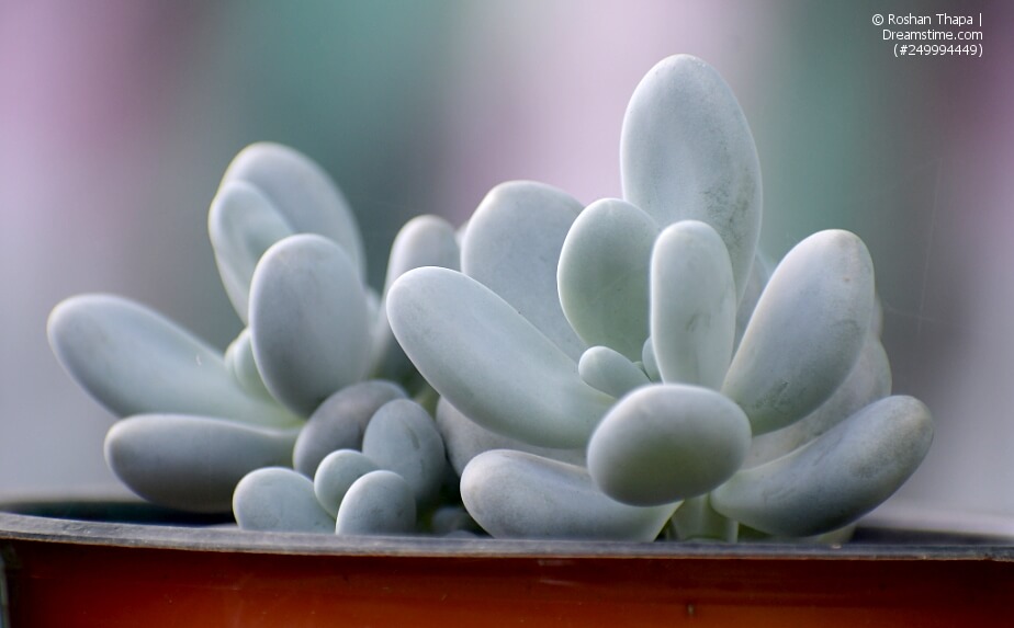 Pachyphytum oviferum, Moonstones