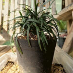 Schlangenbart (Ophiopogon) in einem Blumentopf