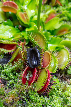 Venusfliegenfalle (Dionaea muscipula) Venusfliegenfalle (Dionaea muscipula)