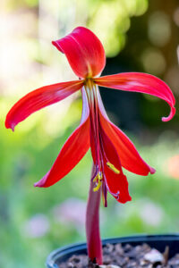 rote Blüte einer Jakobslilie