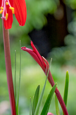 rote Blütenknospe einer Jakobslilie rote Blütenknospe einer Jakobslilie