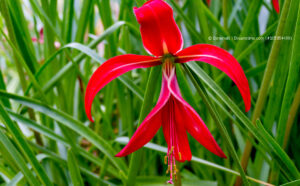 rote Blüte einer Jakobslilie