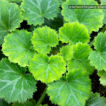 Kriech-Steinbrech, auch als Judenbart bekannt