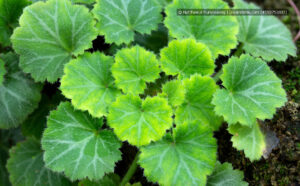 Kriech-Steinbrech, auch als Judenbart bekannt