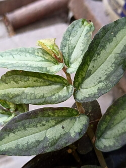 Pellionia Pellionia