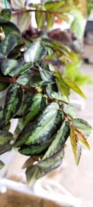 Pellionia