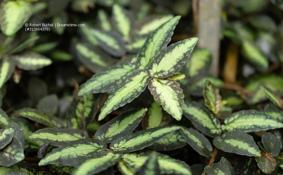 Pellionia