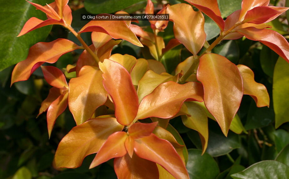 Pereskia aculeata