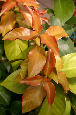 Pereskia aculeata
