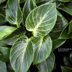 Philodendron