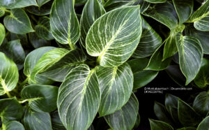 Philodendron