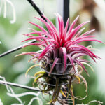 Tillandsien in einem Glas arrangiert